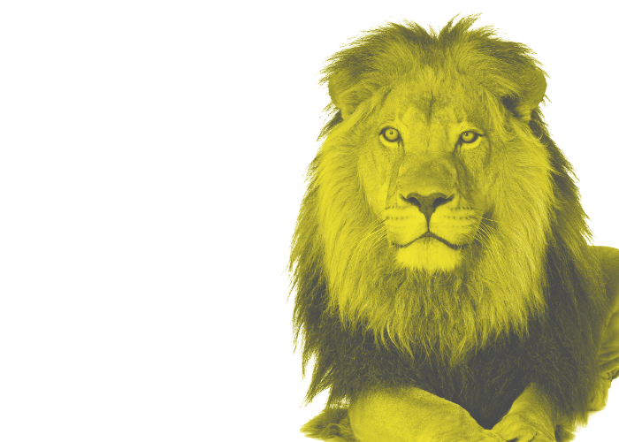 lion